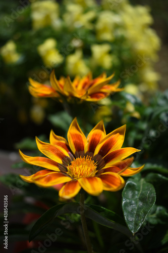 beautiful orange and yellow petals gazania flowers in row shining in sunlight