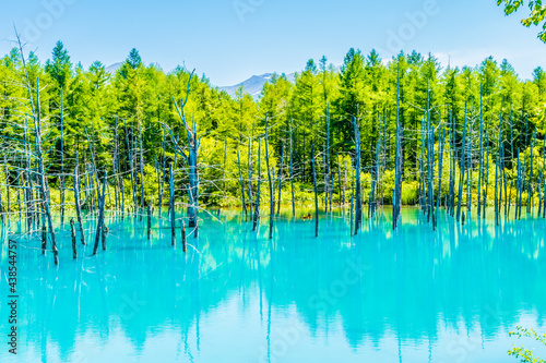 北海道美瑛町の青い池。　夏、七月。
