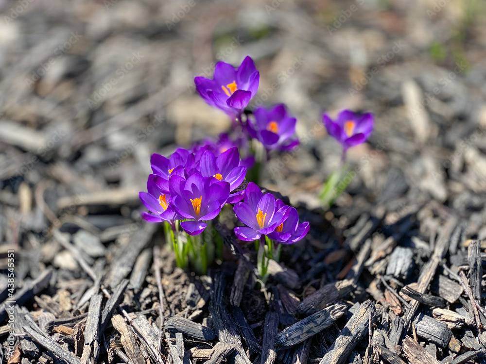 Beautiful purple crocus in spring