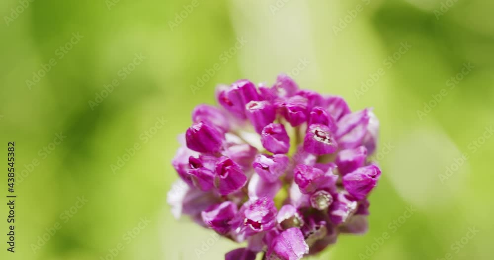Macro top down shot of a purple leek flower moving in the wind on a sunny spring day. Static Macro top down shot of a purple leek flower moving in the wind on a sunny spring day. Static