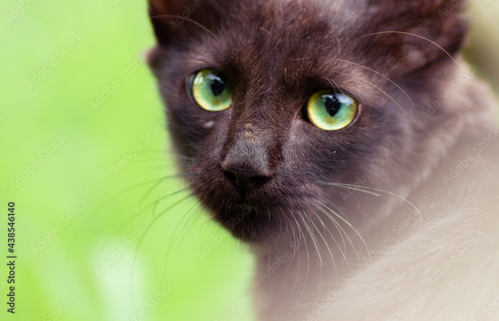 A cute young brown cat looks bat at the camera, green eyes face close up.