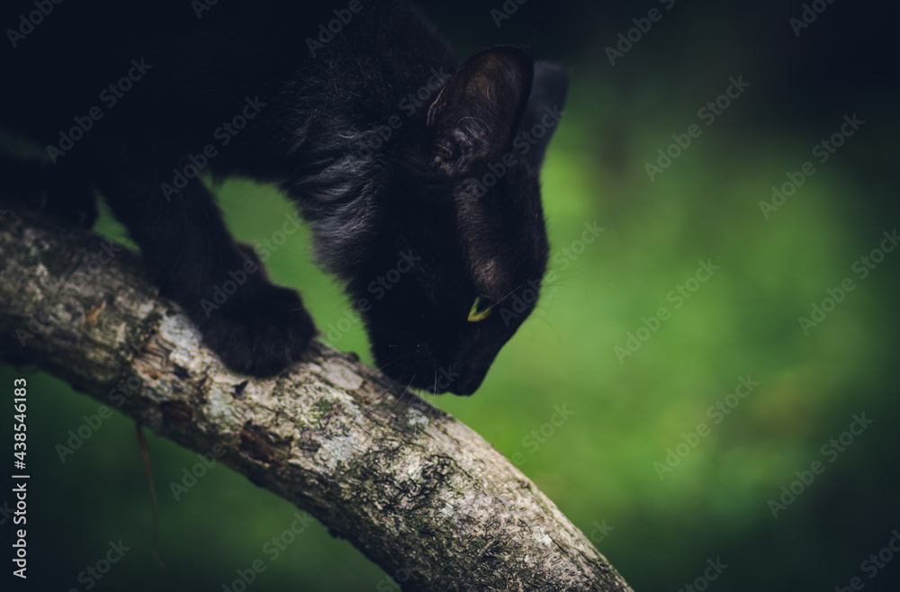 Obraz premium Killer instinct of a cat, crouch down and inching towards its prey, climb down a tree branch,