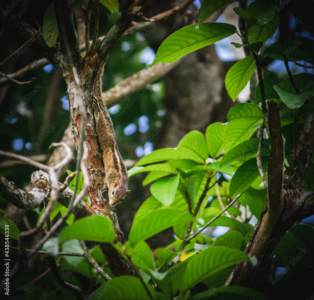 Camouflaged squirrel in the wild, climbing down the tree, Camouflaged squirrel in the wild, climbing down the tree,