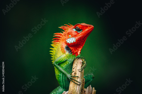 Colorful reptile on a wooden pole staring at the camera, beautiful green forest lizard.