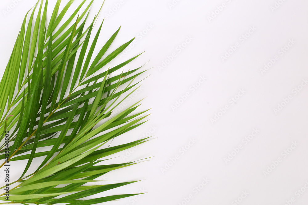 Green palm leaf isolated on white background with copyspace Green palm leaf isolated on white background with copyspace