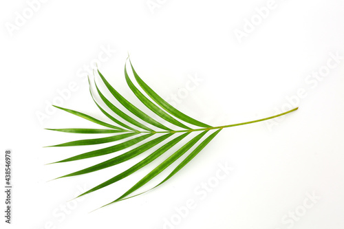 Fototapeta Naklejka Na Ścianę i Meble -  Green palm leaf isolated on white background with copyspace