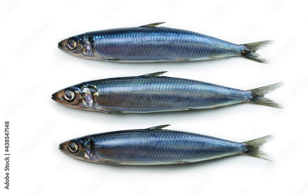 Three Nice shaped Sardines or herring (also called pilchard) isolated on white. Three Nice shaped Sardines or herring (also called pilchard) isolated on white.
