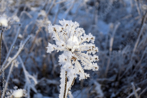 twigs of tree in winter