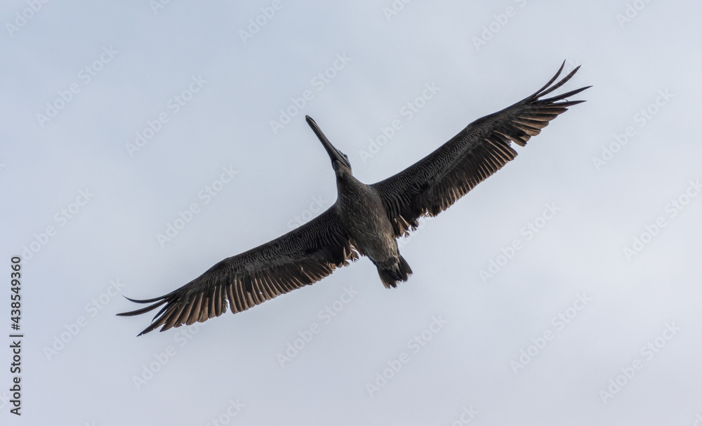 Fototapeta premium Tiro de ángulo bajo de un pelícano pardo volando bajo un cielo claro y soleado