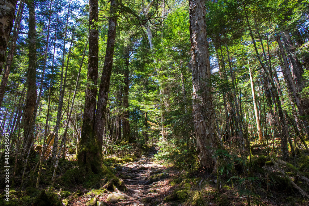 Fototapeta premium trees in the forest