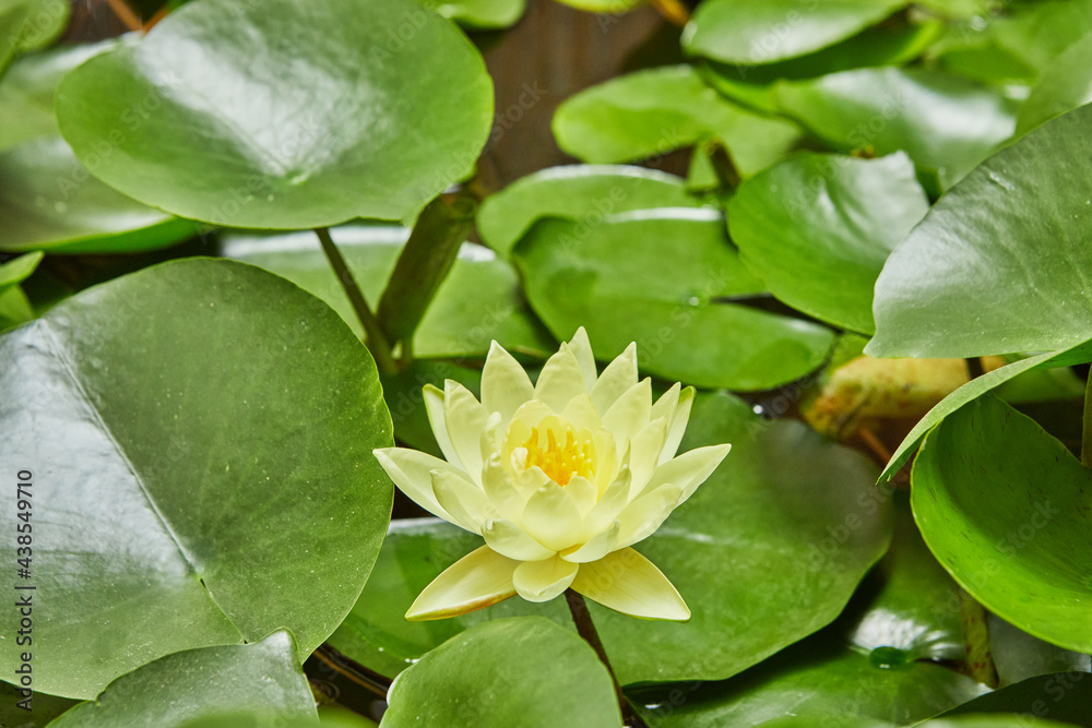 Lilies blooming on the water in the park between green leaves Lilies blooming on the water in the park between green leaves