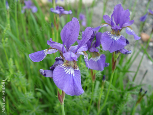 Fototapeta Naklejka Na Ścianę i Meble -  blue iris flowers
