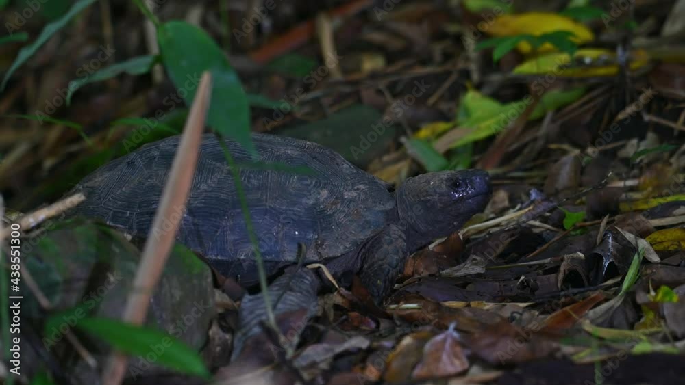 Asian Forest Tortoise, Manouria emys, Kaeng Krachan National Park, Thailand; seen facing towards the right of the frame moving its head around as it looks for food while swallowing something. Asian Forest Tortoise, Manouria emys, Kaeng Krachan National Park, Thailand; seen facing towards the right of the frame moving its head around as it looks for food while swallowing something.