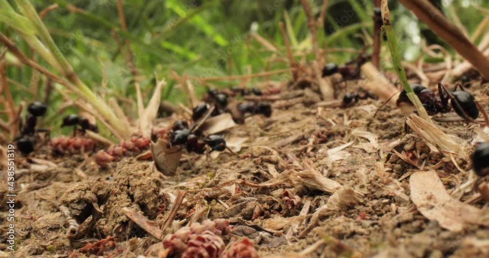 Colony ants cooperating to gather dry grass and put inside their hole Colony ants cooperating to gather dry grass and put inside their hole