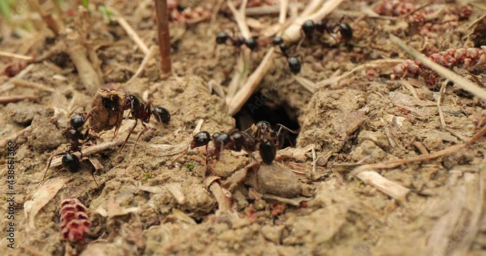 Ants trying to clean their nest inside soil from dry leaves garbage Ants trying to clean their nest inside soil from dry leaves garbage