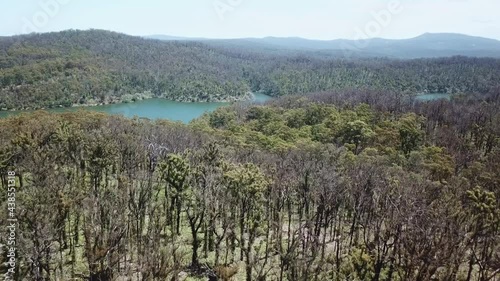 Aerial footage of burnt eucalypt forest near Mallacoota Inlet, recovering a year after they were burnt after wildfires (Victoria, Australia, December 2020). photo