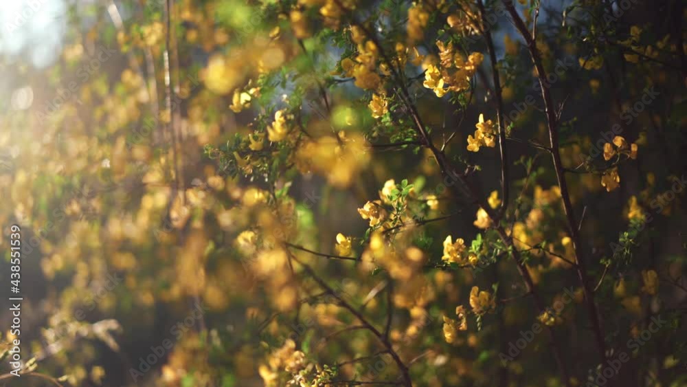 Wind blowing beautiful yellow flowers on wild shrubs, summer evening sunset Wind blowing beautiful yellow flowers on wild shrubs, summer evening sunset