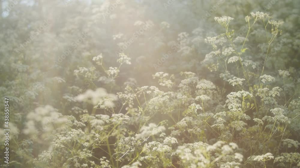 Flowers in the wind at summer sunset.