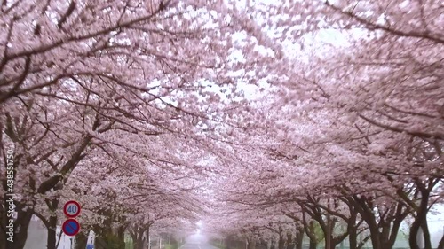 東京ドライブ車窓　郊外　満開の桜のトンネル