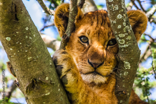 Cute Lion Cub Portrait
