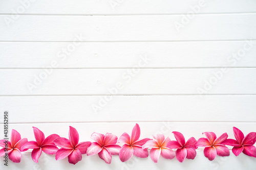 Isolated red plumeria and frangipani on white wall background. Copy Space
