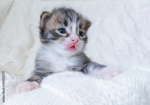 The three-color kitten lies on a white, knitted blanket. A forested pet on a white background. A very cute animal lies a nga plaid.