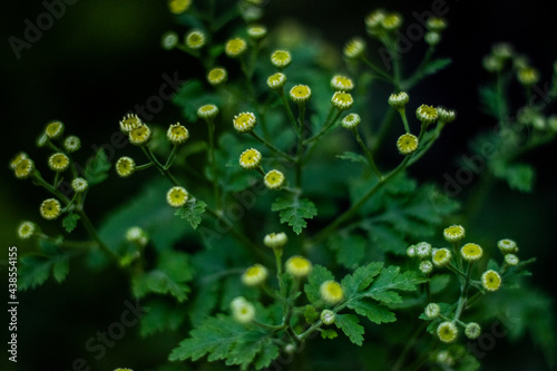 close up of a plant