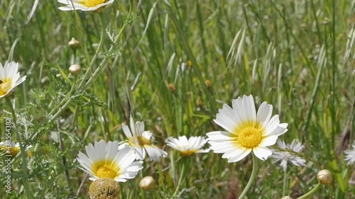 White daisies among green grass of a rural meadow, close-up, Spain photo