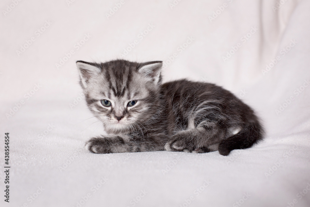 beautiful British kitten on a white background
