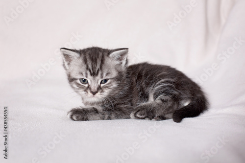beautiful British kitten on a white background 