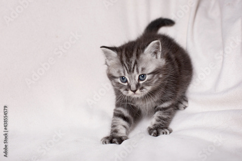 British kitten playing on a light background 