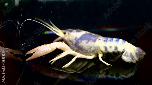 crayfish in the aquarium tank, selective focus