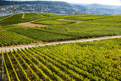 Famous Rheingau vineyards region in late summer in Germany, green hills on sunny day. Famous vineyard region near Mosel and Rhine in Germany. Making of delicious red wine.
