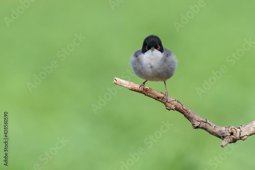 Sardinian Warbler (Sylvia melanocephala) adult male bird face to face with red eyes and black head isolated plain green background