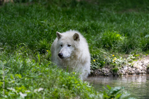 Polarwolf im Teich