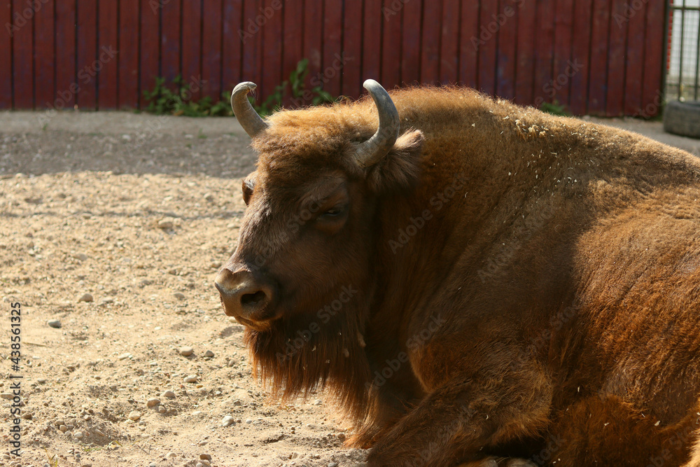 Massive bison lies on the ground at the zoo Massive bison lies on the ground at the zoo