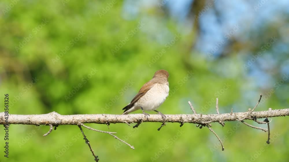 Neuntöter (Lanius collurio), weiblich sitzt auf einem Ast und fliegt weg Neuntöter (Lanius collurio), weiblich sitzt auf einem Ast und fliegt weg