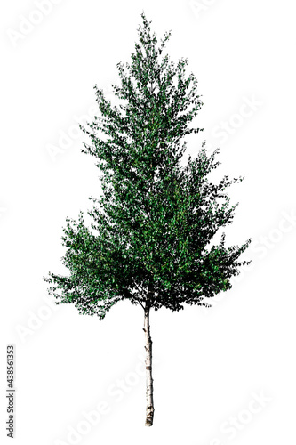 Fotografie, Obraz Green tree European white birch (Betula pendula) isolated on a white background