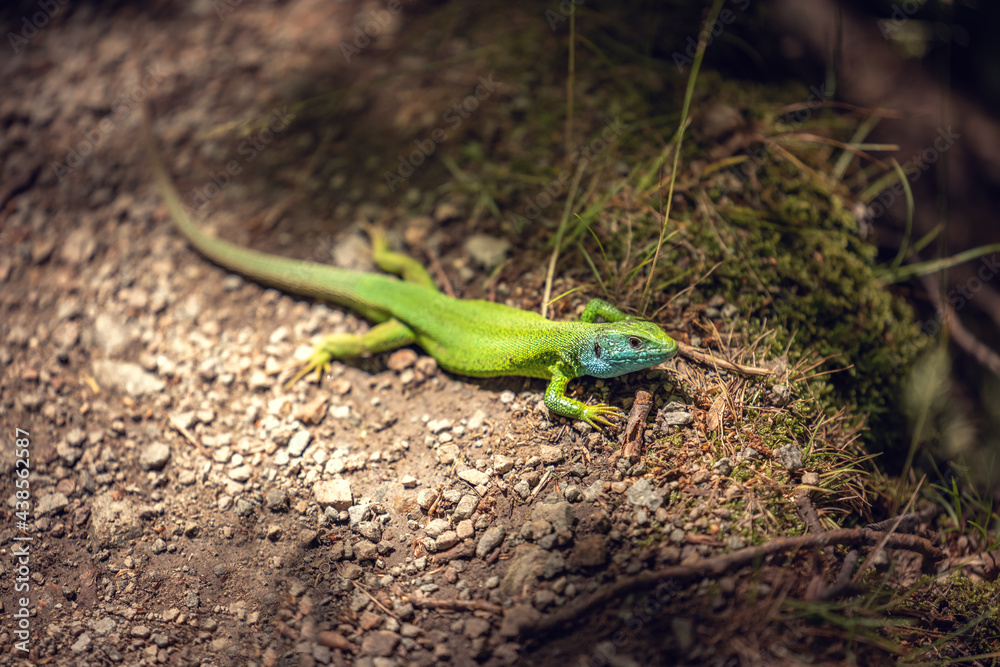 Green lizard on a ground outdoor, closeup shot Green lizard on a ground outdoor, closeup shot