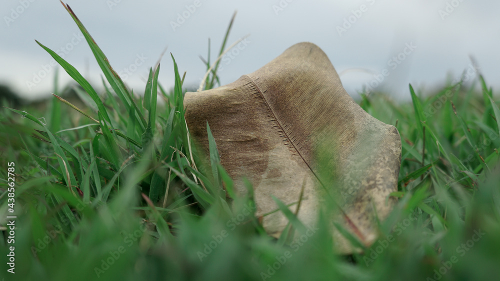 Obraz premium grass in the sand