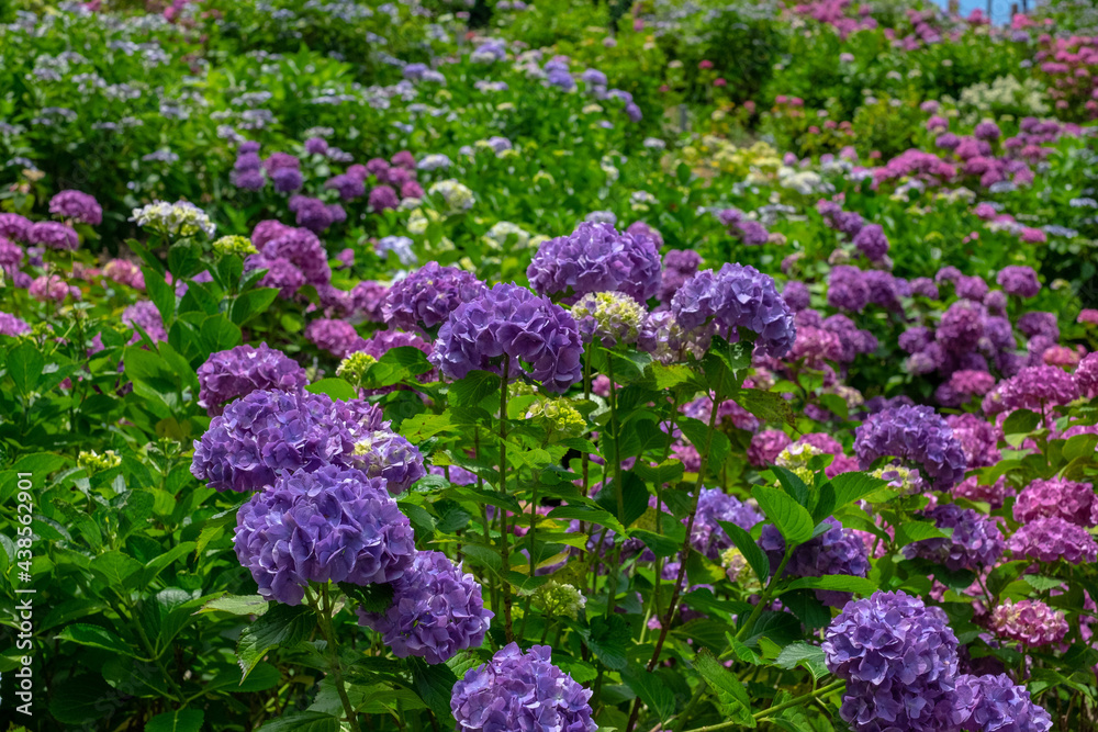 紫陽花 紫陽花