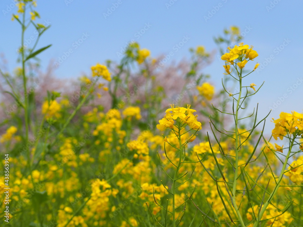 field of yellow flowers field of yellow flowers