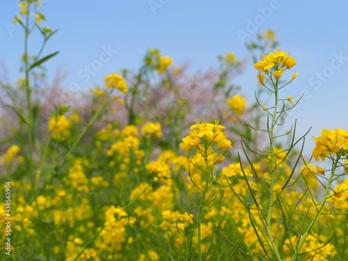 field of yellow flowers © やな