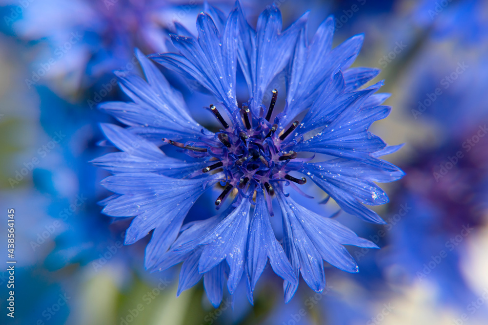 Bouquet of blue cornflowers