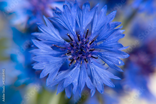 Obraz na płótnie Bouquet of blue cornflowers w salonie