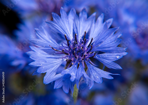Bouquet of blue cornflowers photo