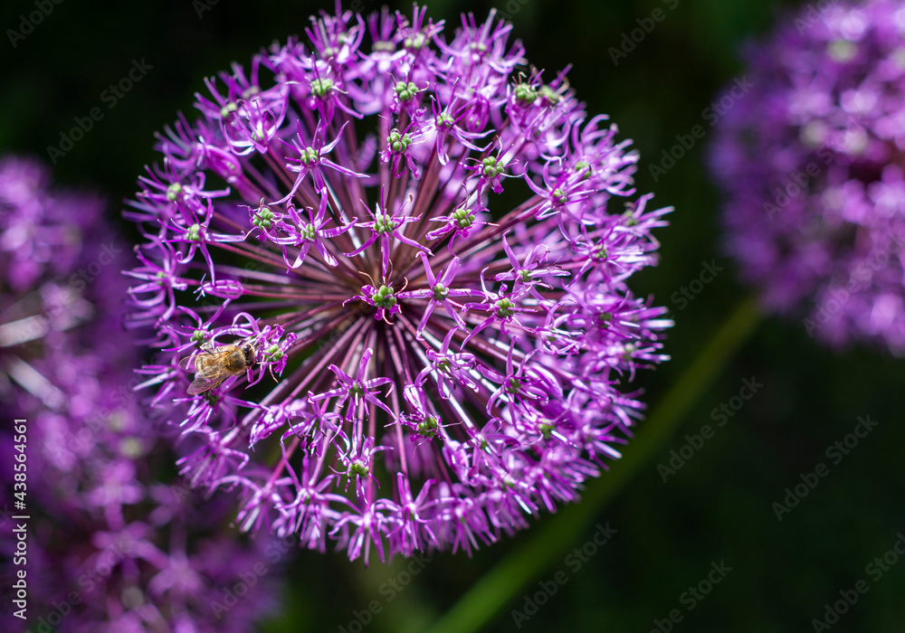 Beautiful violet flowers of allium aflatunense Beautiful violet flowers of allium aflatunense