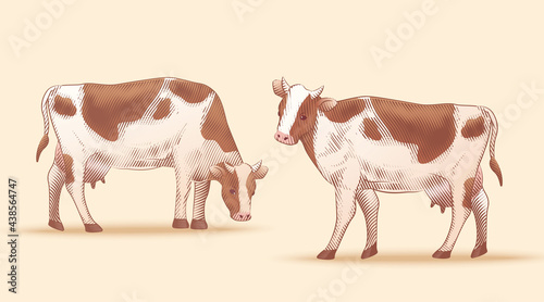Set of engraved cow illustrations