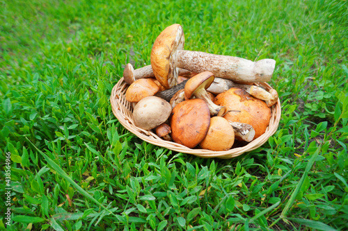 Wild edible mushrooms in the basket on the grass.