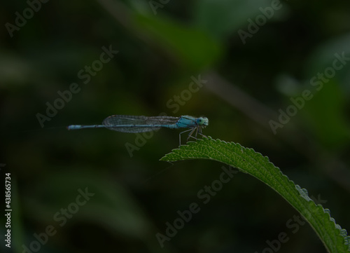 Damse Fly Damodar River Bank Tarakeswar Arambagh Hooghly West Bengal photo